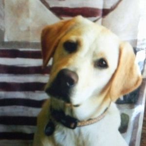 Meet your Posher, Betty